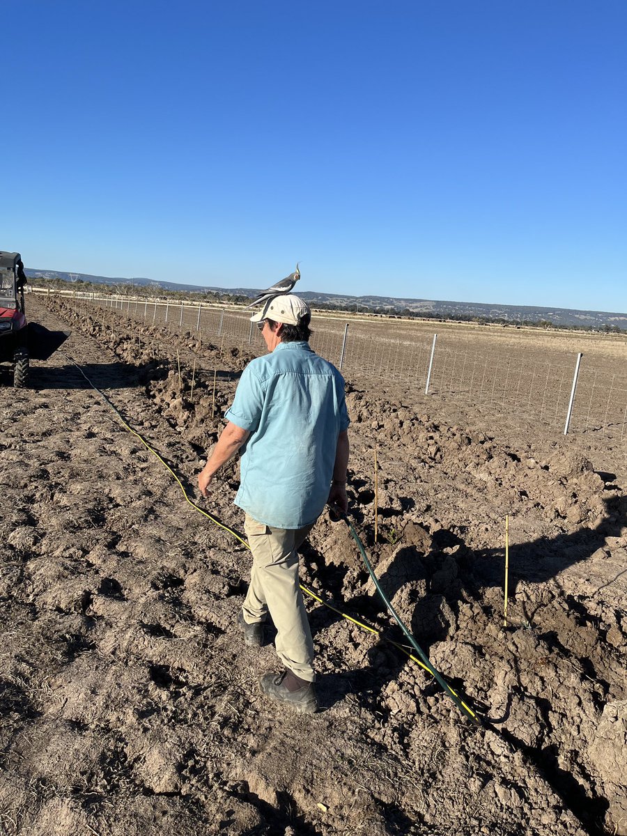 RaelenePoustie's tweet photo. These plants will provide food for the Forest Red-tailed, Carnaby and Baudin’s Black cockatoo. 

The Cockatube will be a safe nest for them whichever one finds it first.

Thank you to Peel Harvey Catchment council and Hamel Nursery for all your help and advice. @PeelHarveyCC https://t.co/7z7m80UCIg