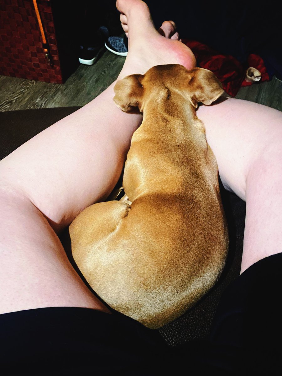 MightyDeno's tweet photo. Rexy rode in the truck with me for 14 hours today and still wants to smuggle ❤️ https://t.co/RsfgnEzLYs