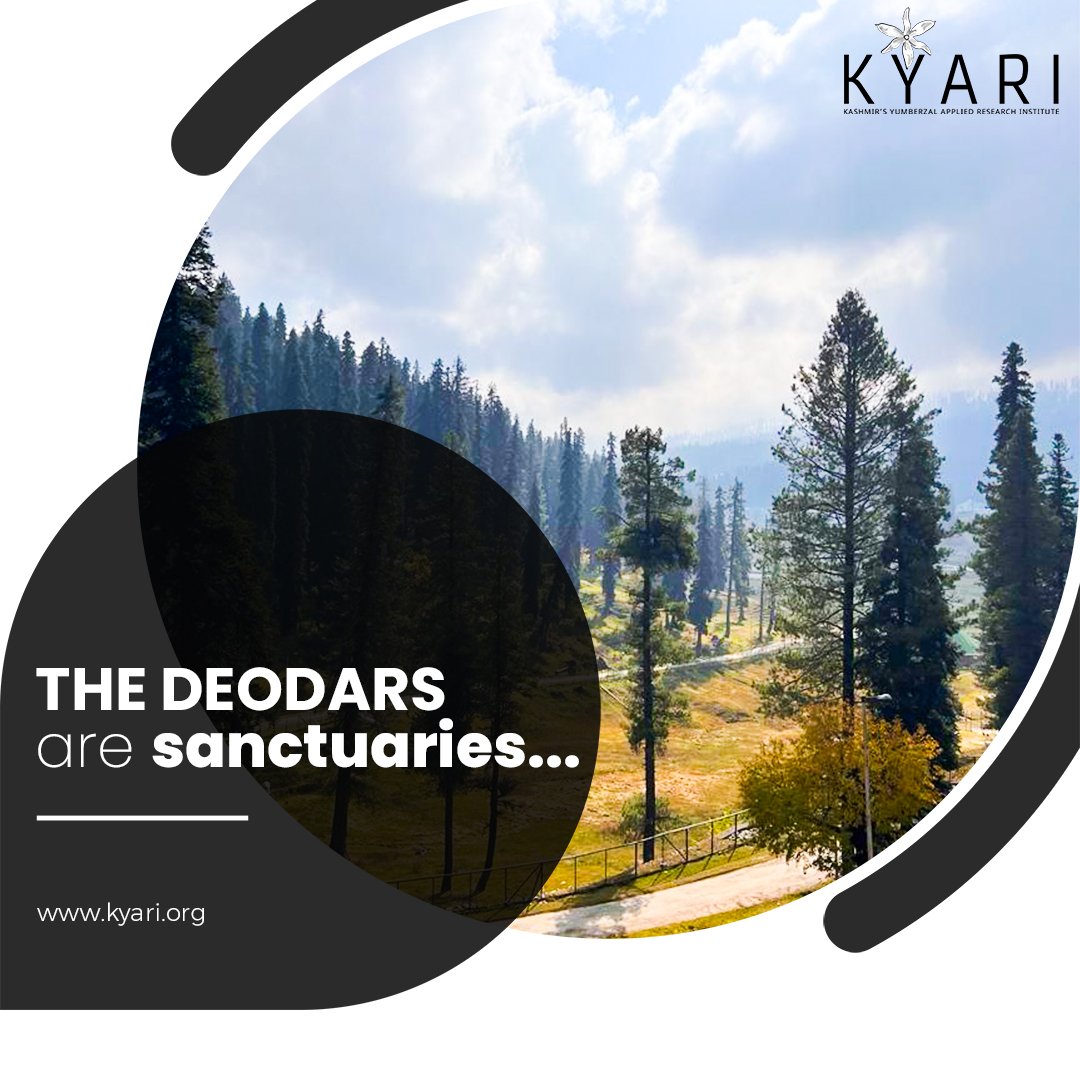 IndiaKyari's tweet image. The vicious cycle of falling trees, climate change, and ecosystem loss is never-ending.
Reversing deforestation is complicated but we could still do our bit by taking care of what&apos;s left with us!

#treesforlife #treesforthefuture