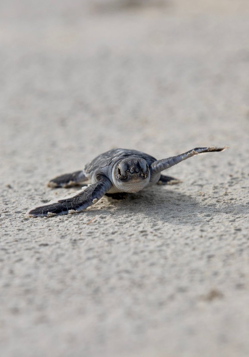 Bob_TurtleCNFT's tweet photo. Just got this pic from a friend who is a diving instructor- love tiny baby turtles, so cute π #marineconservation #seaturtles #CNFT #bobtheturtle #dianibeach https://t.co/1mzut2dYuW