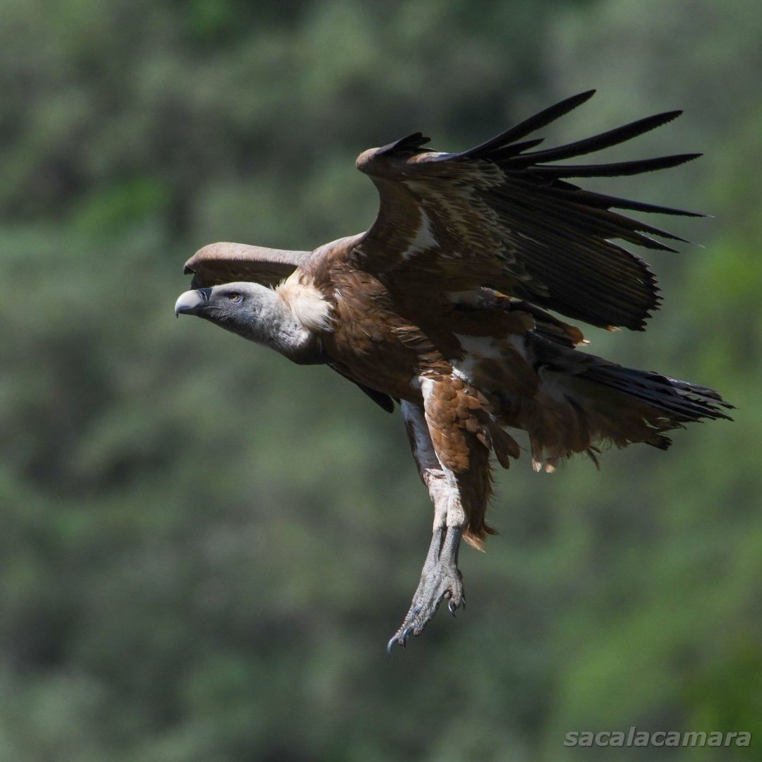 #buitreleonado descendiendo en #Monfragüe 
Nunca t cansas de contemplarlos 😮
#gypsfulvus
#Aves #birds