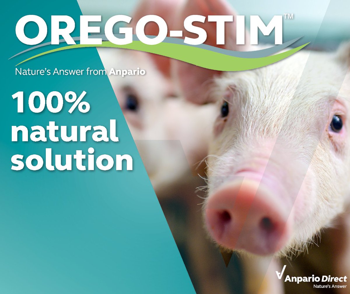 AnparioDirect's tweet image. 🐷 #OregoStim is a 100% natural solution to support #SowPerformance &amp;amp; her offspring. Trials have shown maternal feeding of Orego-Stim resulted in an 11% increase in #piglet throughput &amp;amp; less need for medical interventions!
🛒anpariodirect.co.uk/products/osp/o…
#NaturesAnswer
#MaternalFeeding