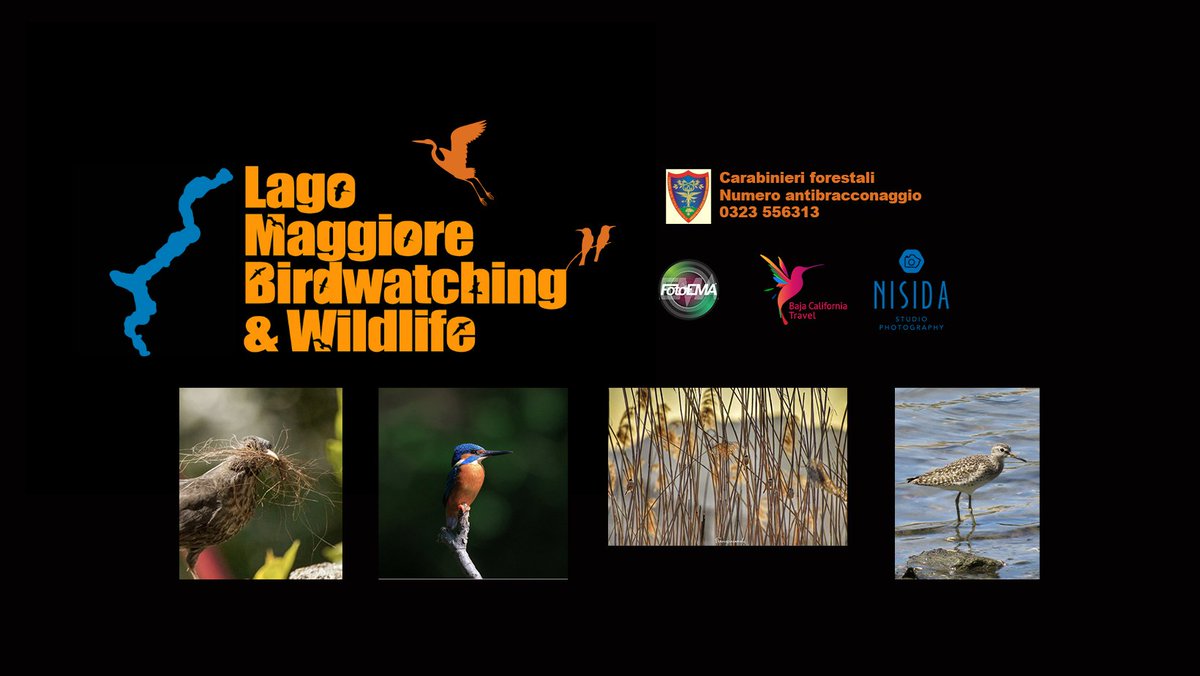 Semy89's tweet photo. https://t.co/uSfWHzsAWr

#lagomaggiore #birdwatching #wildlife #animals #photography #fotografia #lakemaggiore #bird https://t.co/cCjFSzCsrk