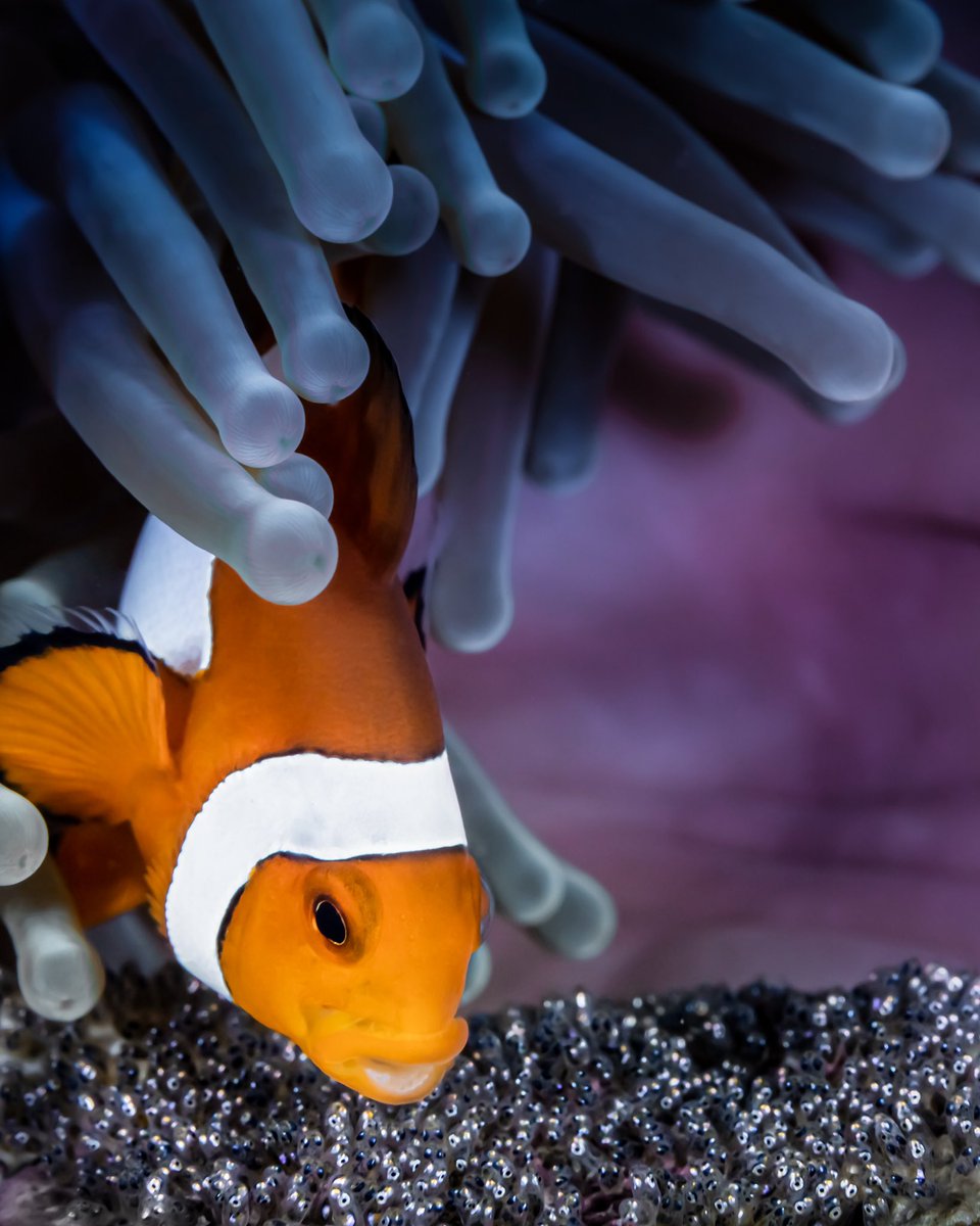 Mark Badiola tweet media