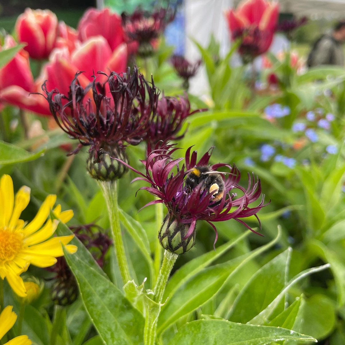 BioScapesUK's tweet photo. It didnβt take long for this #EarlyBumblebee to visit our #BioCube during #BBCGWSF last week. Our #BioCube, #NatureArk and #WildPod are great for attracting #pollinators such as #bees and #butterflies ππ¦
#biodiversitycrisis #environment #ecosystems #rewilding #bumblebee https://t.co/H1jMwRROLS