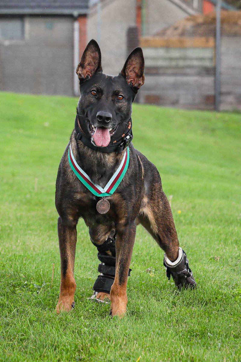 Have a great #WorkingDogWednesday folks
#TeamMali
🐾❤