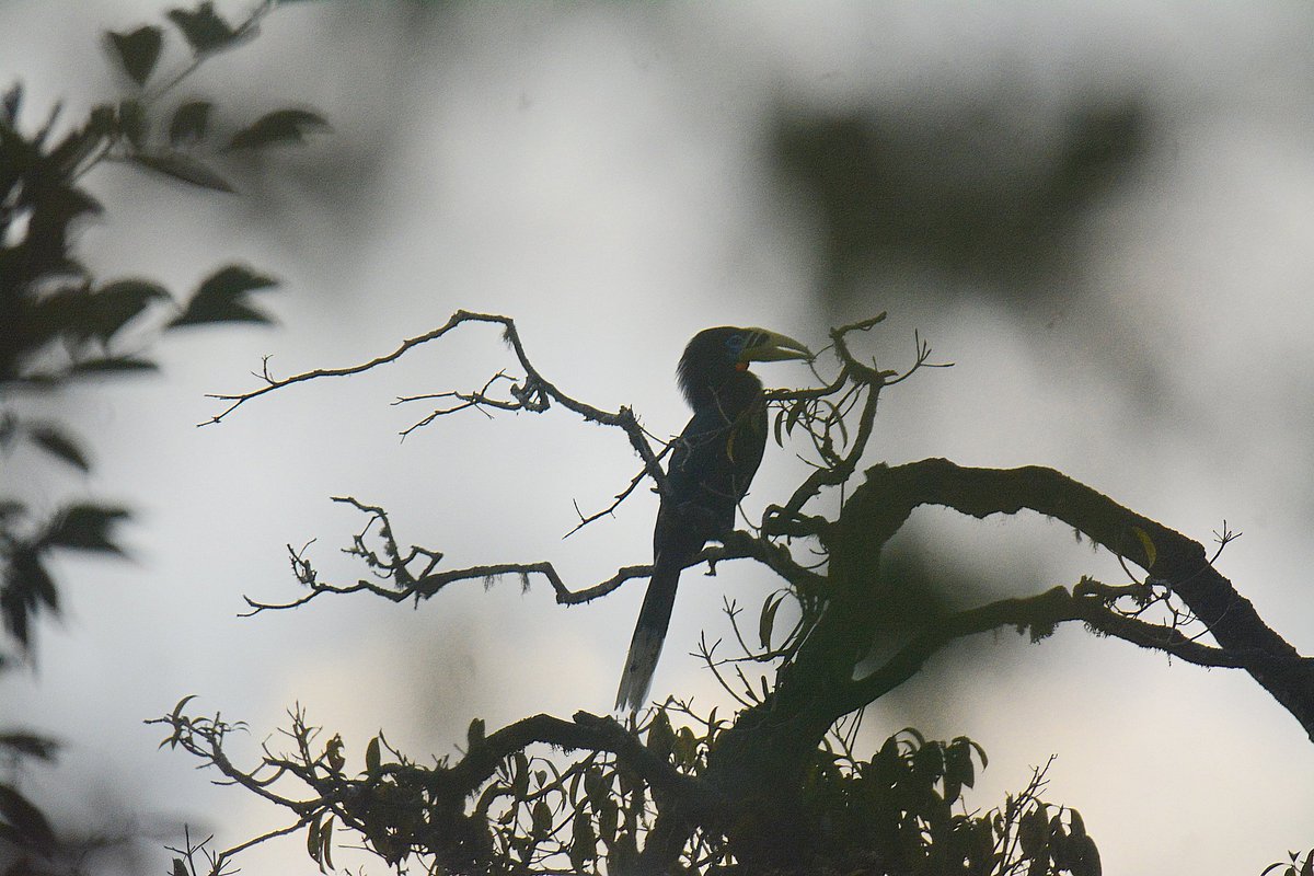 Rozan_Dhungel's tweet photo. Rufous-necked Hornbill (Aceros nipalensis)

Dec,2021
Changthang East Sikkim, India 

#sikkim
#sikkim_birds #say_no_plastic #sikkimbirds #India
#rozan_dhungel https://t.co/RRvYv2s6ao