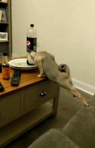 BuddyLifeMagzn's tweet photo. buddylifemagazine- Doga gone far...
Good boy can't resist leftover food and stretches to his max to lick the plate before realising, well, physics hurts!
https://t.co/9l51LPrD0t
https://t.co/oGkgrI3zLY
#doga #yogafordogs #stretching #leftovers #doglicking #buddylifedogmagazine🐕 https://t.co/ZEFSPUFgrL