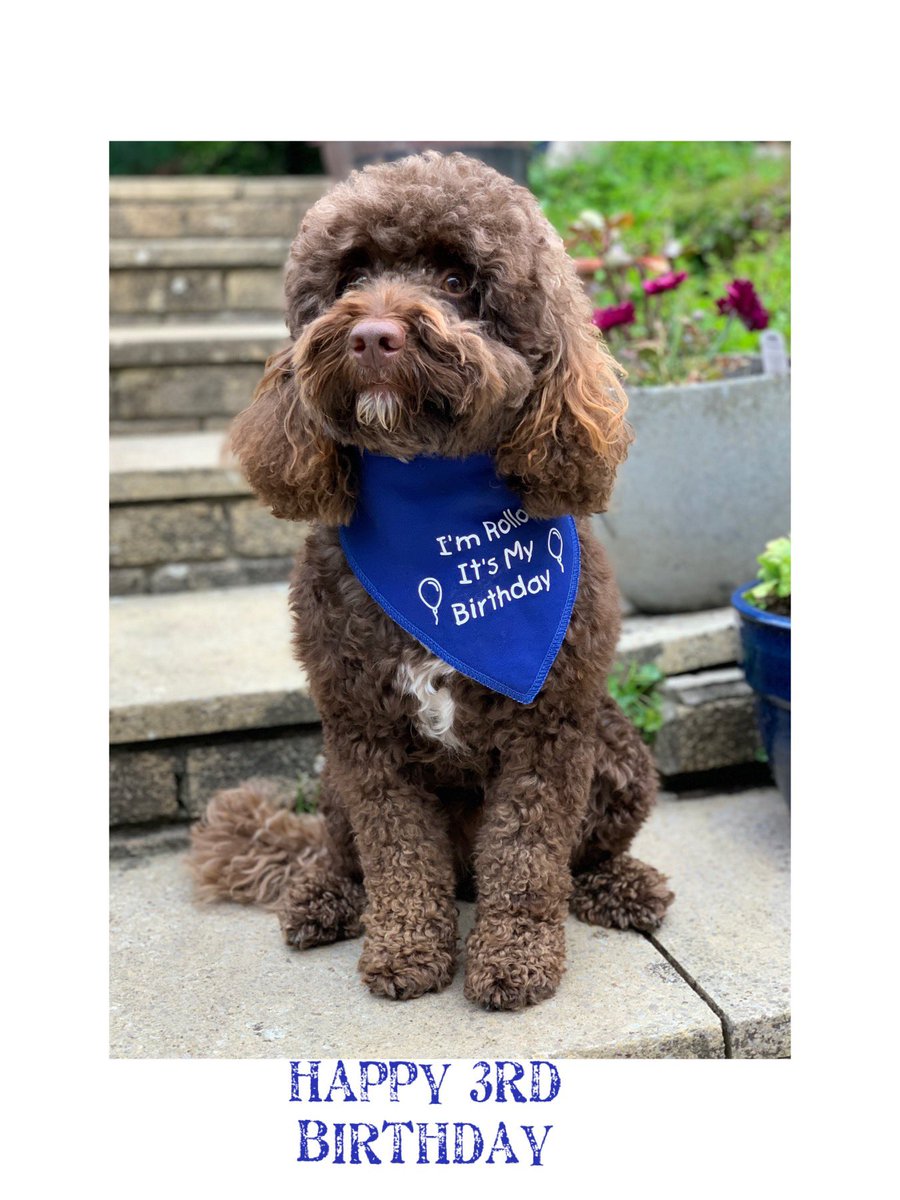 Happy 3rd Birthday Rollo ❤️🐾🐶. #SchoolDog #BirthdayDog #BornOnStarWarsDay #MayTheFourthBeWithYou