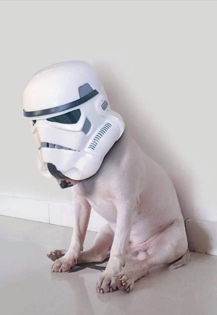 PaulMos02436367's tweet image. May the 4th be with you.