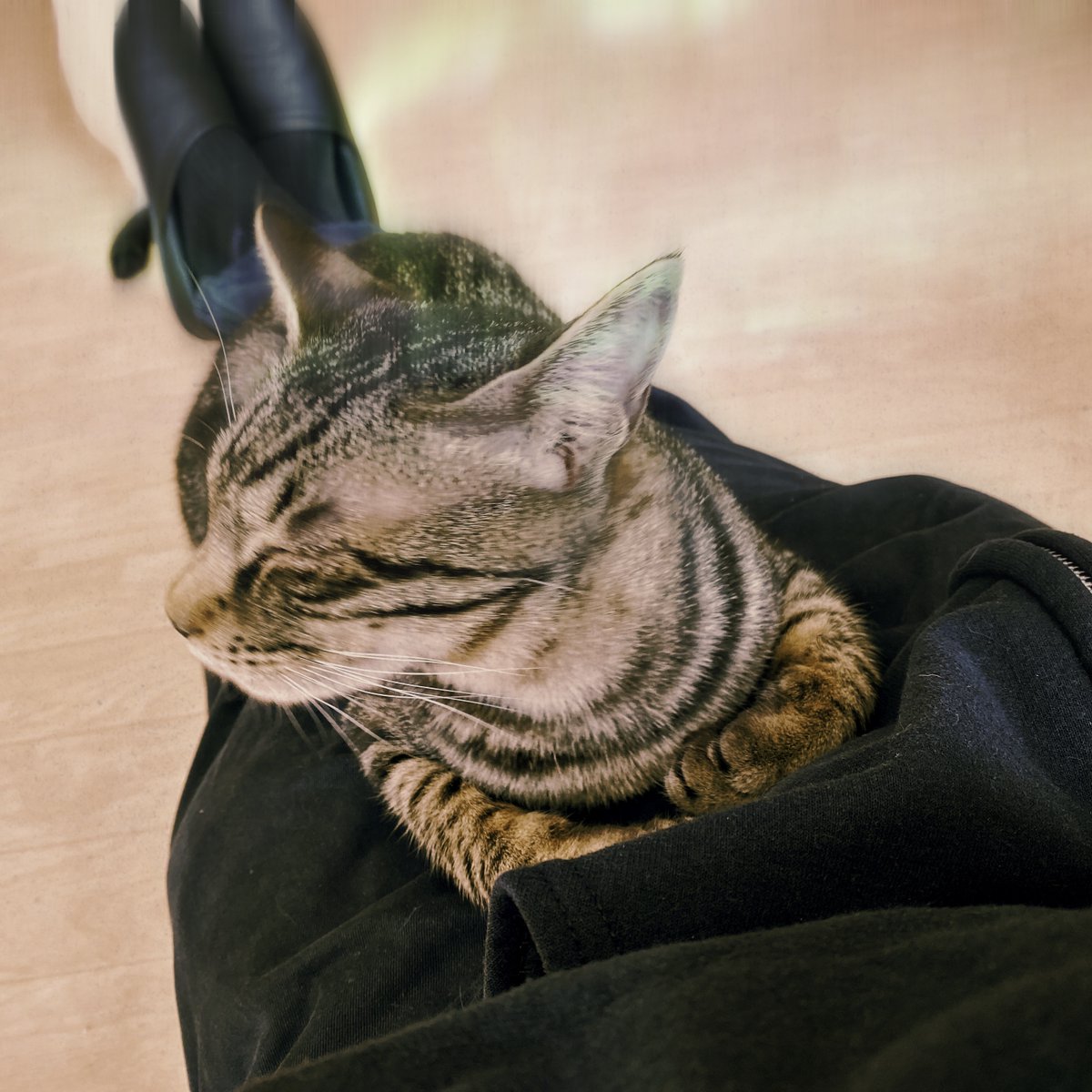 obi_wan_eclipse's tweet photo. Looking away. #猫式 #cat #ShotoniPhone #Murray #MidnightSunAS #LaserLemonGel https://t.co/9iBKgcK6z0