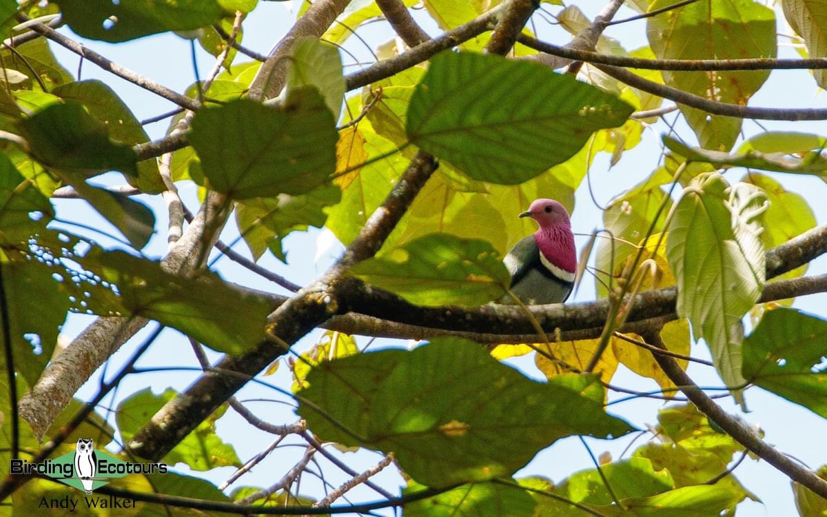 One of the highlights of my 2nd #birding visit to East Java this year was seeing Pink-headed Fruit Dove again - stunning bird! Looking forward to going back again next month.
#birdwatching #bird #dove #pigeon #birdphotography #BirdsSeenIn2022 #BirdTwitter #twitternaturecommunity