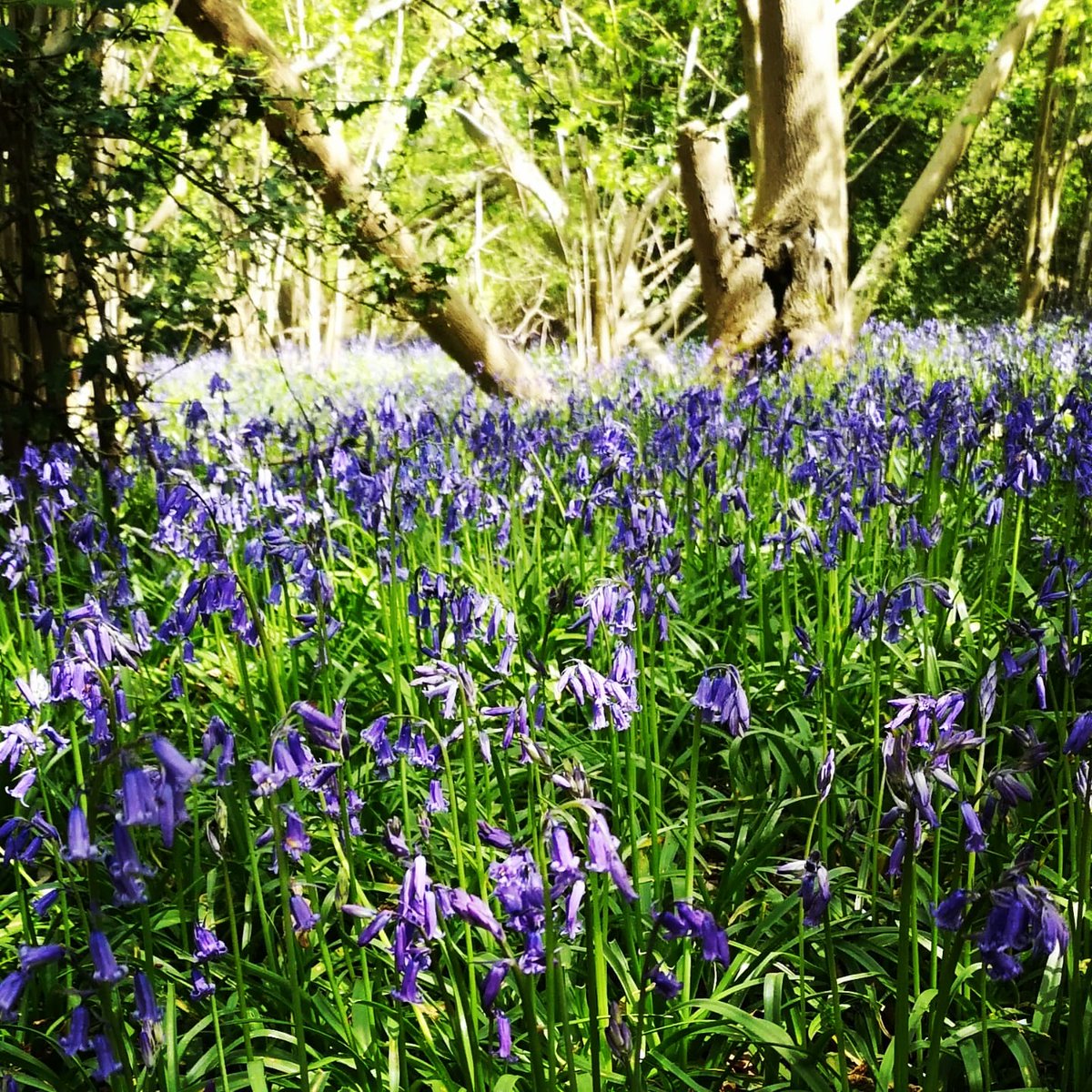 May brings us #nationalwalkingmonth - an amazing time of year to enjoy nature and our beautiful county's walks. Bluebells are a joy to see when out exploring at the moment, such as these ones at Lower Wood, Ashwellthorpe, nestled beside the #KettsCountryTrail