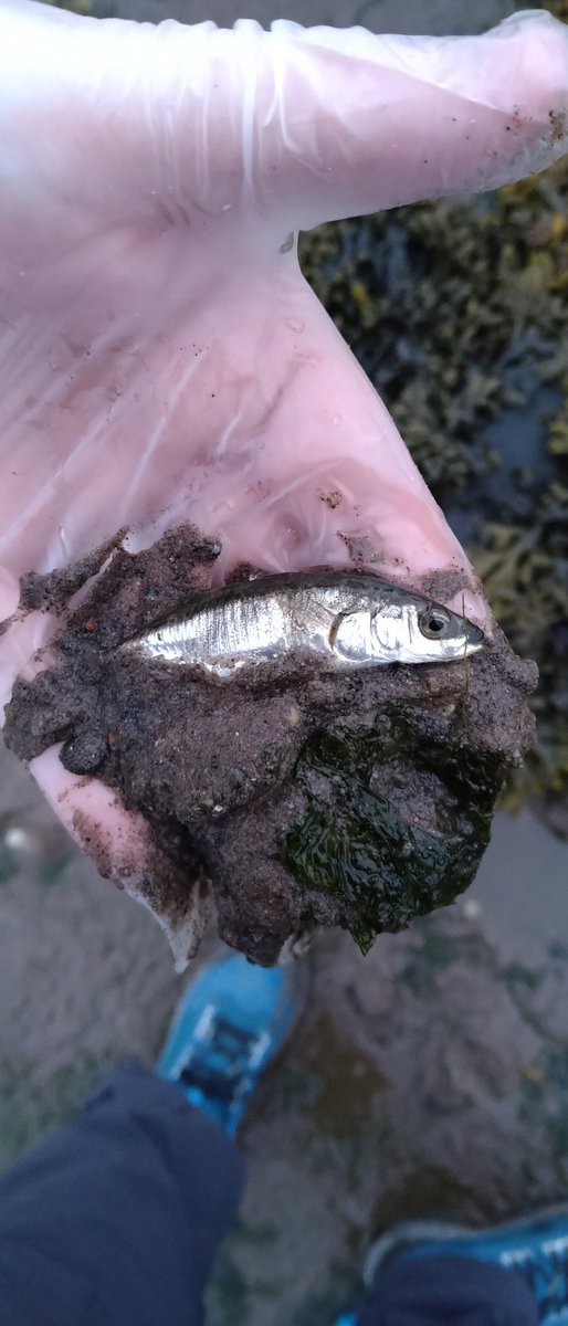 Went for an evening walk yesterday on the #seashore and saved this little one who was splashing in a small pool. #Stickleback