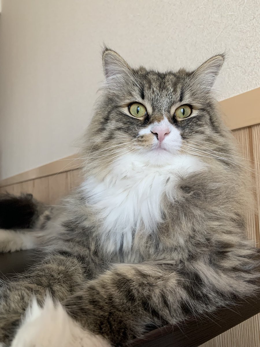 nyaraku_'s tweet photo. にゃーーーん

#ノルウェージャンフォレストキャット #ラガマフィン #猫の居る暮らし 
#もふもふ https://t.co/NrQERJr7zi