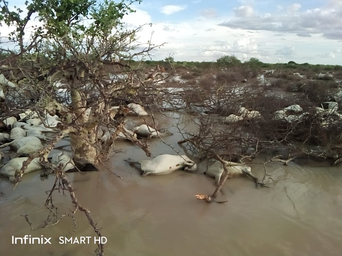 #PlantYourAge
Climate change is real, it is affecting us and everything around us, this situation in @WajirCountyKE is so disheartening, What if this area was full of trees, Let's all adopt the PlantYourAge campaign to help curb such issues from diversifying!
#conservation