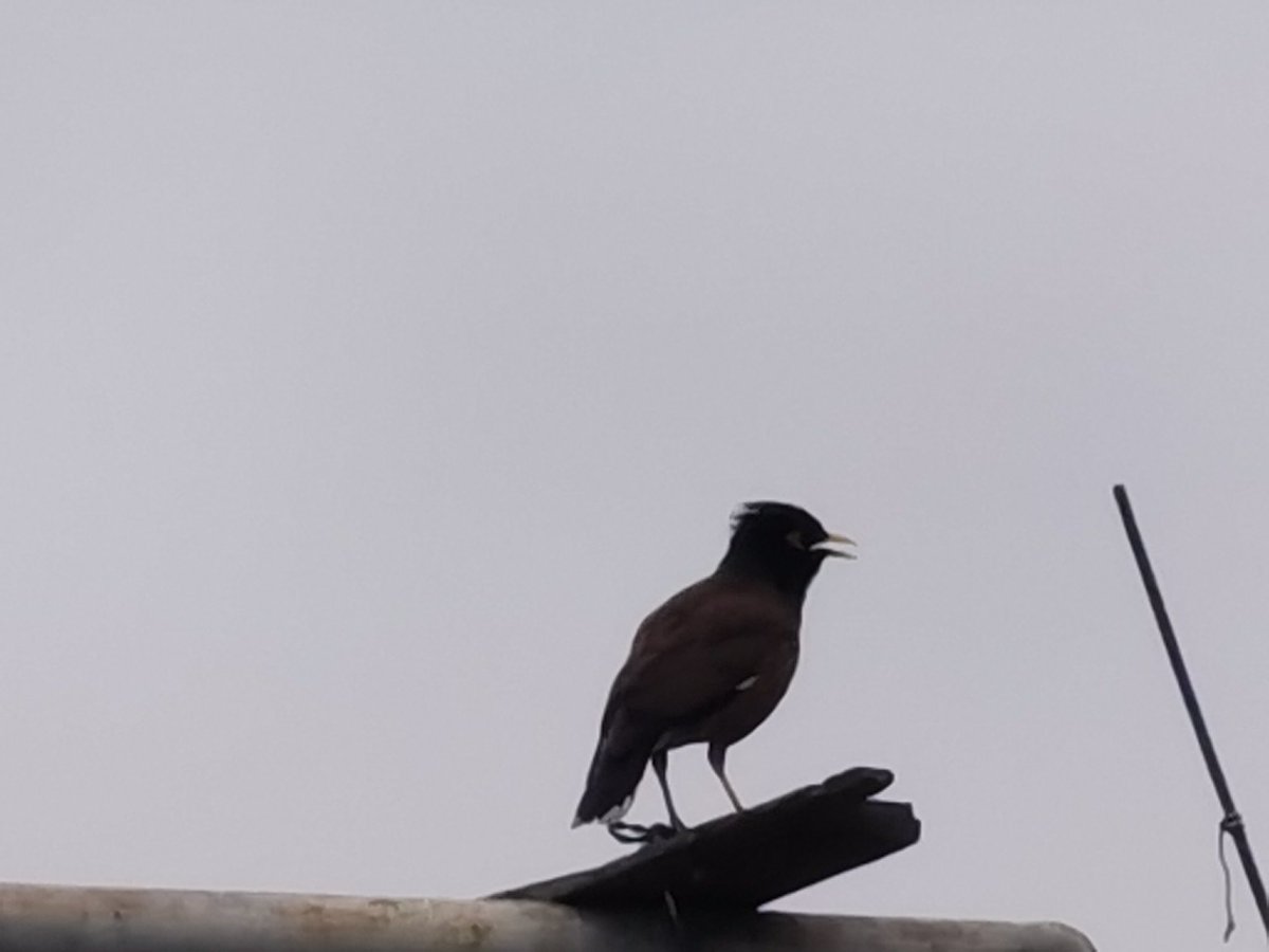 Birds Photography tweet media