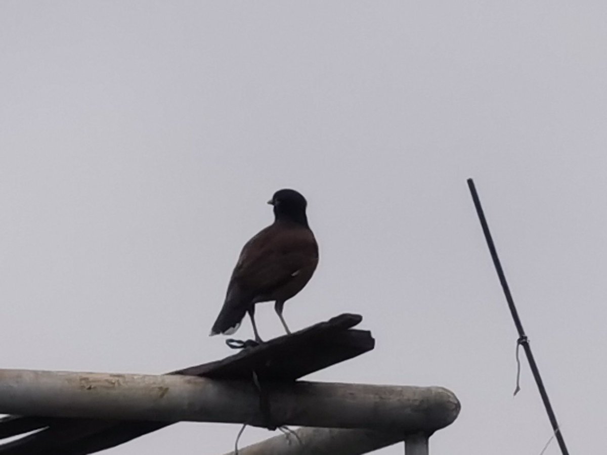 Birds Photography tweet media