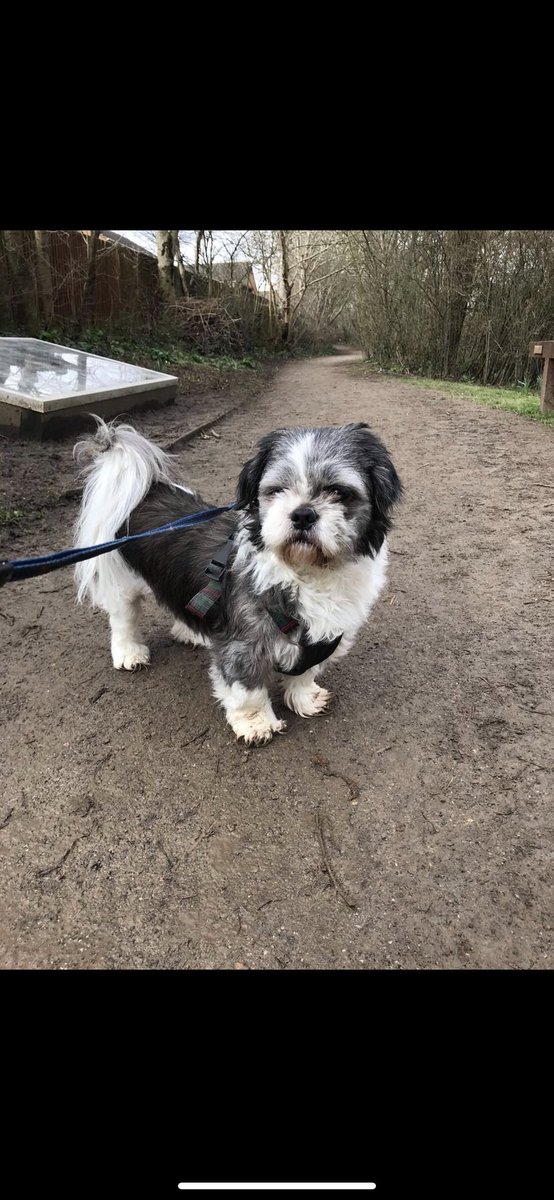 TobyBotwright's tweet photo. Miss you Tim 🐶❤️ https://t.co/CyJ2h0eGV5