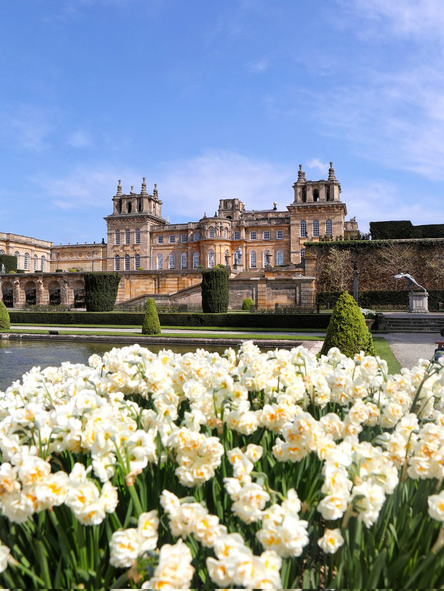 🔴 Lieu de naissance de Winston Churchill, le #château de #Blenheim (Angleterre) est construit entre 1705 et 1722 par les architectes John Vanbrugh et Nicholas Hawksmoor... 🇬🇧

Un palais impressionnant qui vous emmène sur les traces des ducs de Marlborough ! 💪 <a href="/BlenheimPalace/">Blenheim Palace</a>