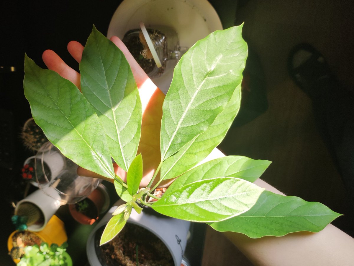 kmotra_liska's tweet photo. V sobotu jsem neměla čas sem dát #MiniMango a #LosAvocados a pak už jsem na to pro změnu zapomněla 🤦
A přitom má i mangovníček konečně progres - nový lístek 🙂. Celkově je to zdechlinka, klíčit v zimě nebyl dobrý nápad, ale snaží se.
Avokádo Nr.1 má další listy a i dvojka je♥️ https://t.co/a0x2pj6rZo