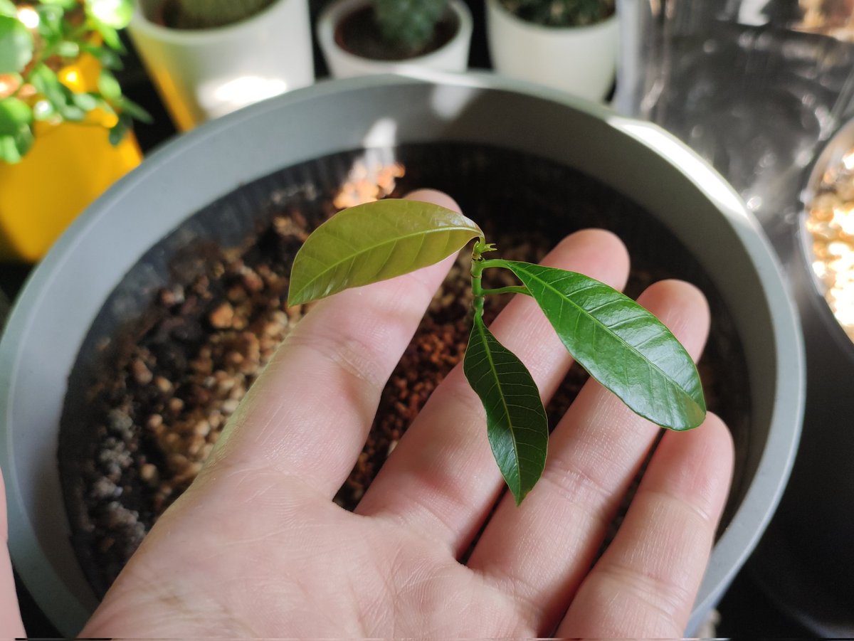 kmotra_liska's tweet photo. V sobotu jsem neměla čas sem dát #MiniMango a #LosAvocados a pak už jsem na to pro změnu zapomněla 🤦
A přitom má i mangovníček konečně progres - nový lístek 🙂. Celkově je to zdechlinka, klíčit v zimě nebyl dobrý nápad, ale snaží se.
Avokádo Nr.1 má další listy a i dvojka je♥️ https://t.co/a0x2pj6rZo