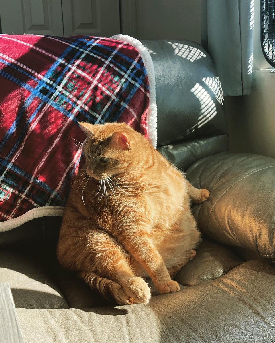 AveragePedo's tweet photo. Chonkiest Cat https://t.co/sRMWY1UbWr