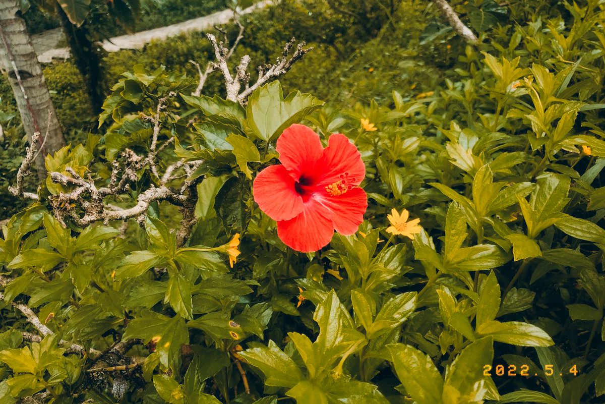 hibiscrus's tweet photo. Another time when I shared my afternoon. https://t.co/HZJN7UxRH6
