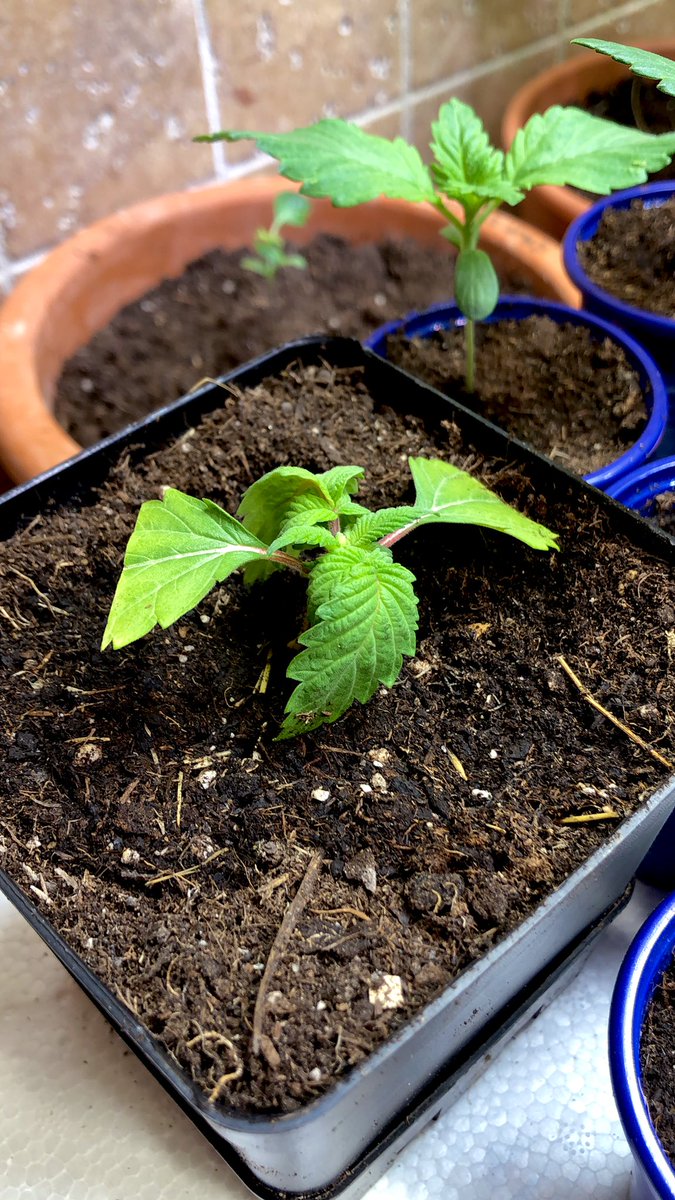 draweedoficial's tweet photo. De nuevo a la vida!
La saqué de terapia intensiva 💚 https://t.co/q24ppR2Cpd