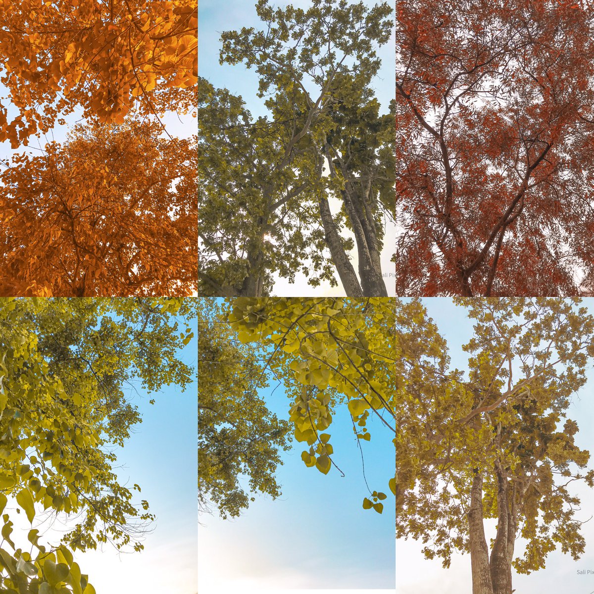 Sali_Brandon's tweet photo. Trees are wonderful because they make nature beautiful🌳💚
Shot on iPhone 7
Edited with @Lightroom
#shotoniphone
#NaturePhotography #trees #lightroom #mobilephotography #color_graded #NationalPark #Nigeria #season #TwitterSpace #tweetyourmagic #photographer https://t.co/ngRo1dFcRj