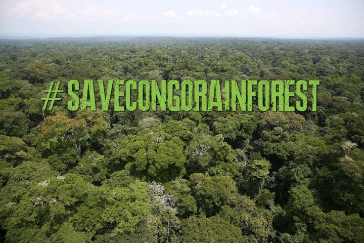 Andrew88820142's tweet photo. The Congo Rainforest
Thousands upon thousands of years in the making
Supporting all life on Earth and keeping the planet cool
Yet man is managing to destroy it in such a short space of time
@vanessa_vash @Remy_Zahiga

Never Give up #CongoIsBleeding
https://t.co/Rkh8OEG7EC https://t.co/Wnb4Li4zpH