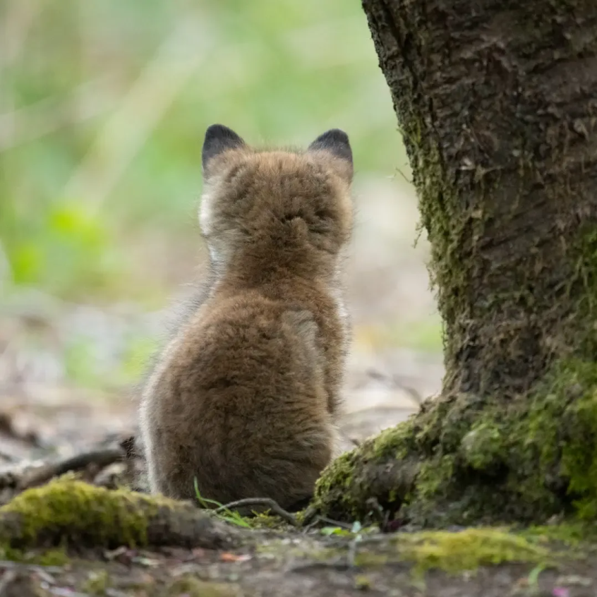 ChrisGPackham's tweet photo. Future wanderer of the woods . . . #FoxOfTheDay by @ Susanne Leyh ( @ susanneleyh ) on Instagram https://t.co/JZVhxYc3zb