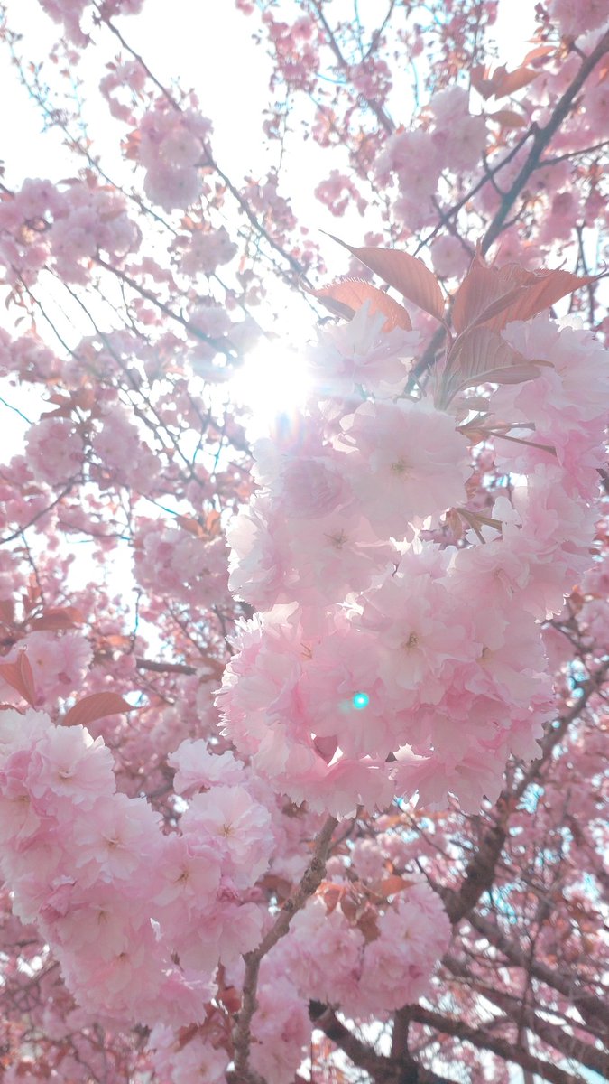 yuubari_111's tweet photo. もこもこした桜が咲いてたので
撮ってみたら
いい感じの色合いも相まってさっくんみたい(末期) https://t.co/z3hw97qUc6