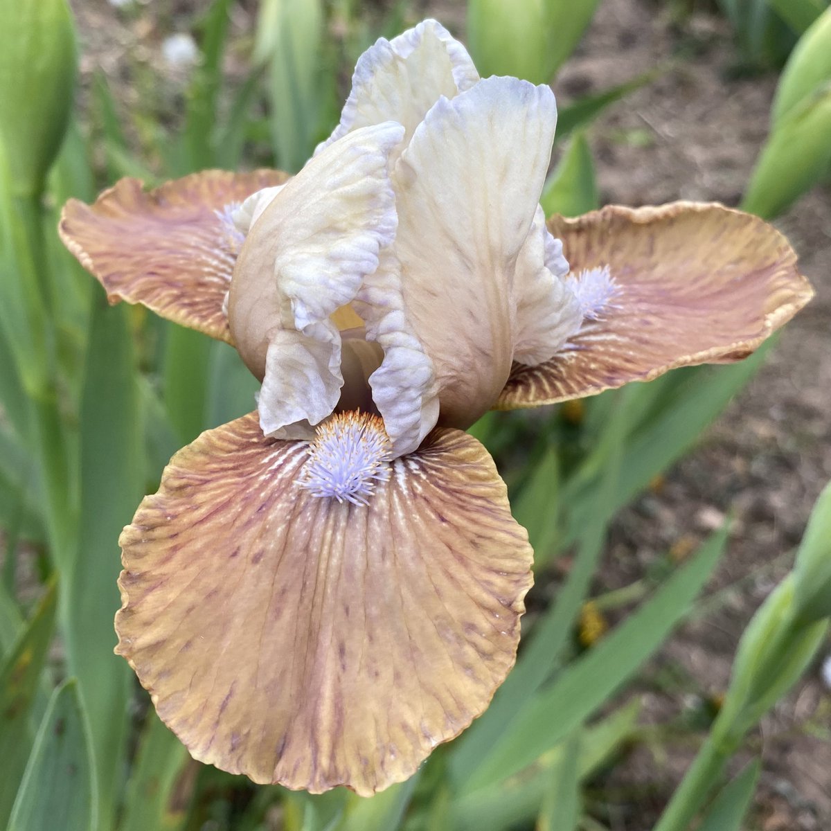 IrisesSeagate's tweet photo. IB Iris ‘Just Dance’ is a welcome change from some of the bolder colours in the beds, great contrast! #intermediateiris #justdance #irises #just #dance #beardediris #fieldgrown #irislove #flowerslovers #gardenplant https://t.co/7CRY5XZaT0