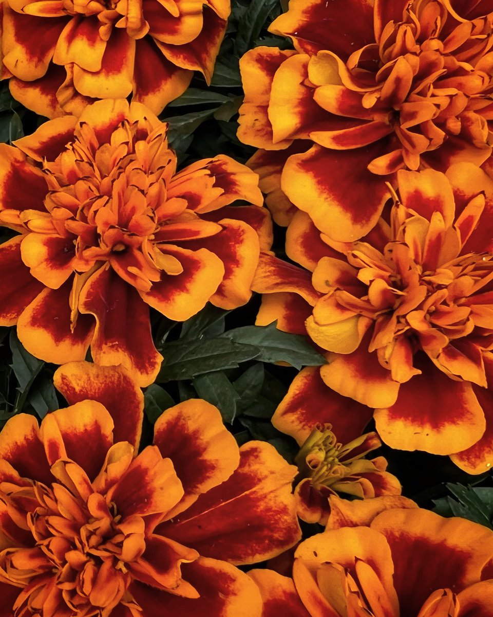 Marigolds 
@GettyImages #beddingplants #marigolds #annuals #GardenersWorld #flowersfromseeds #Chicago #Flowers #midwestgardening