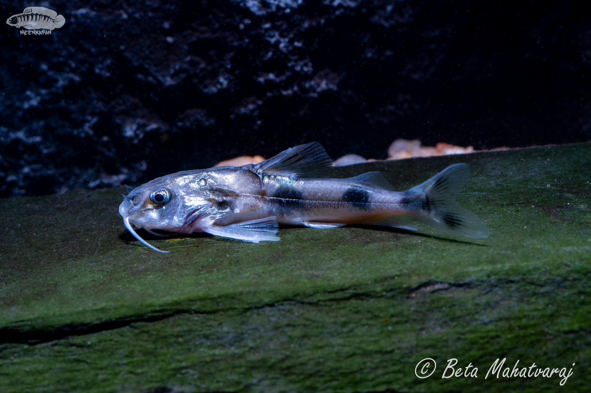 Gogangra viridescens is a small sisorid catfish which grows to around 3 inches. In captivity, they are best kept in small groups in tanks with good current and high dissolved oxygen.