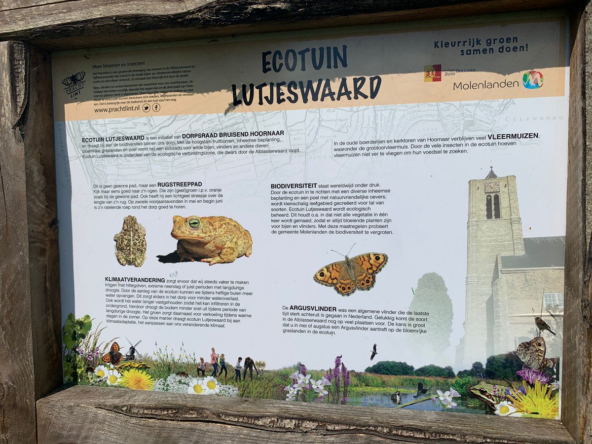 Molenlanden_Gem's tweet photo. Even een kijkje genomen genomen bij Ecotuin Lutjeswaard in Hoornaar. Mooi om te zien hoe dit initiatief vanuit de inwoners inmiddels letterlijk tot bloei is gekomen. Een bezoekje meer dan waard! #molenlanden #hoornaar #ecotuin https://t.co/aNGaVQxdP7