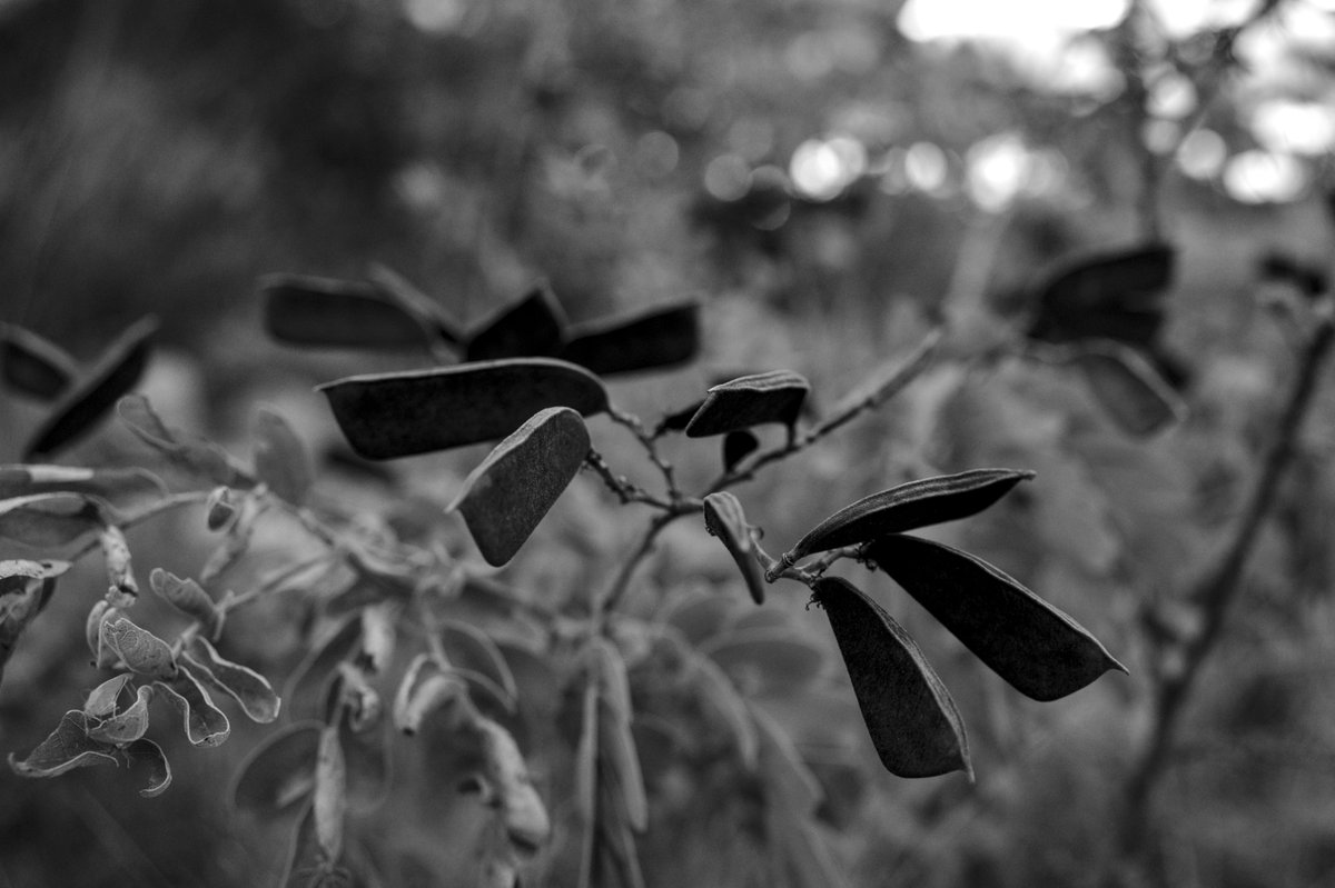 Gomorezvidinha's tweet photo. Textures of Nyanga. 

#Nyanga #Zimbabwe https://t.co/EFnsZ21IVA