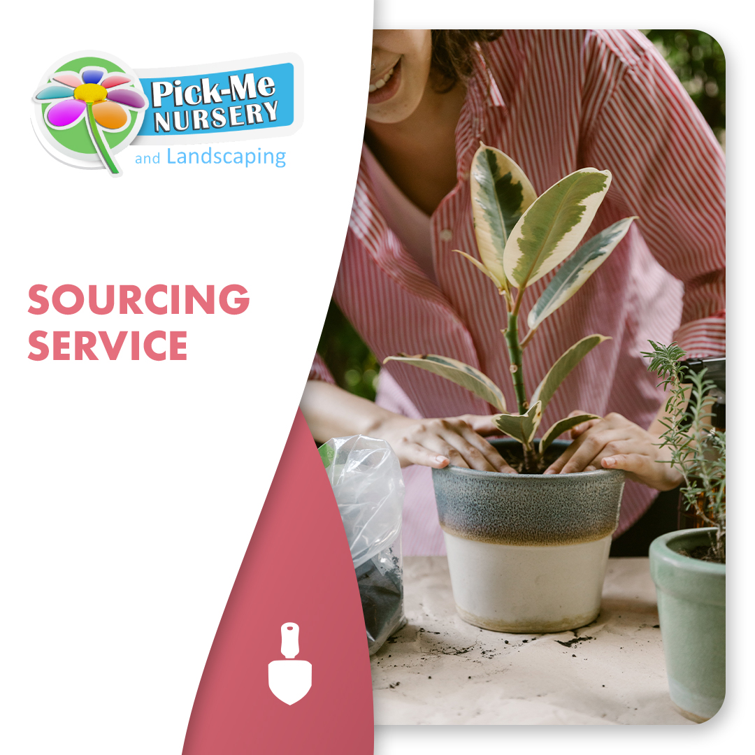 PickMeNursery's tweet photo. If you can't find what you're looking for at Pick-Me, we can source the plant or tree for you and try our best to get the highest quality at the best price.
#sourcingservice #cleanup #gardening #plants #flowers #garden #pickme #pickmenursery https://t.co/0eWdUTpe72