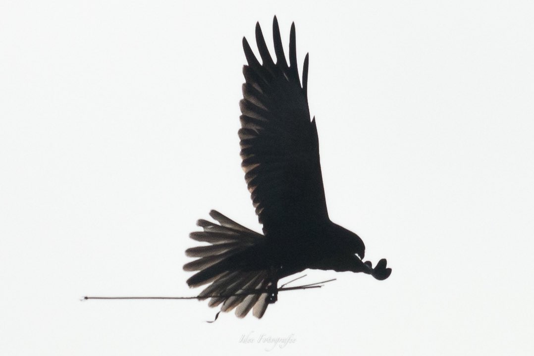 IngridDeelstra's tweet photo. Schaduwzwart 

#4mei 
#natuurfoto #bruinekiekendief https://t.co/XFcrnGkHTS