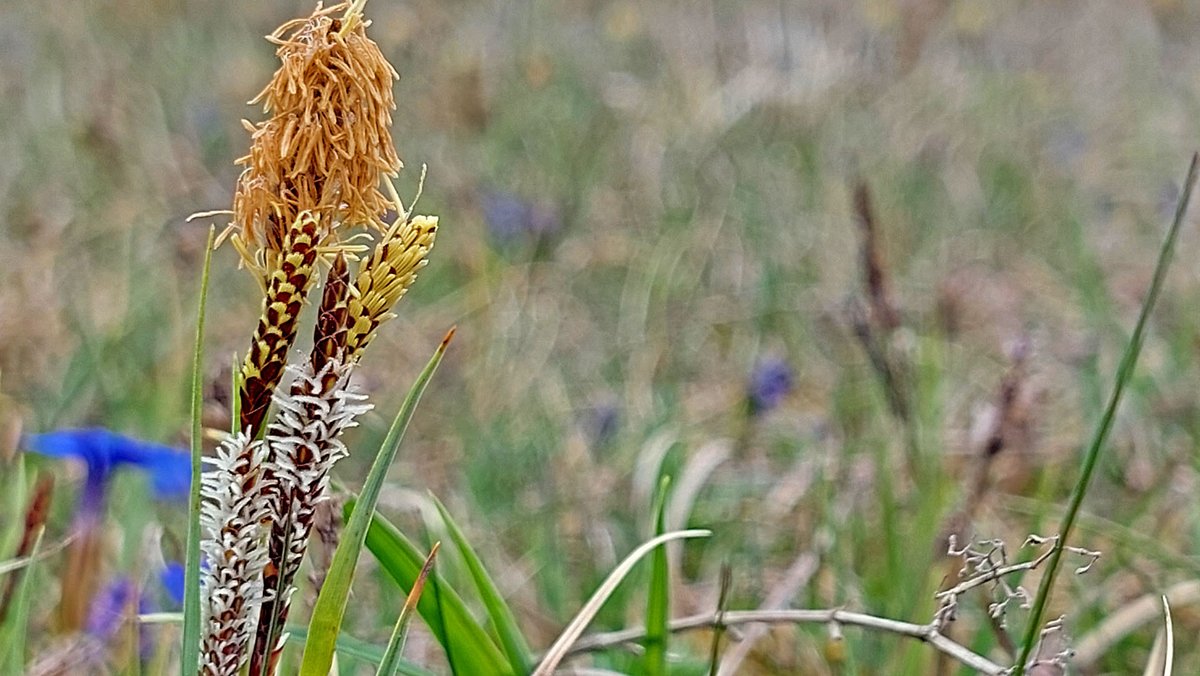 BExplo_de's tweet photo. Sind Gräser nicht schön?
Blaugrüne Segge (Carex flacca)
in einem Trockenrasen im #AlbExploratorium.
#SchwäbischeAlb https://t.co/ooIkMgFFfu