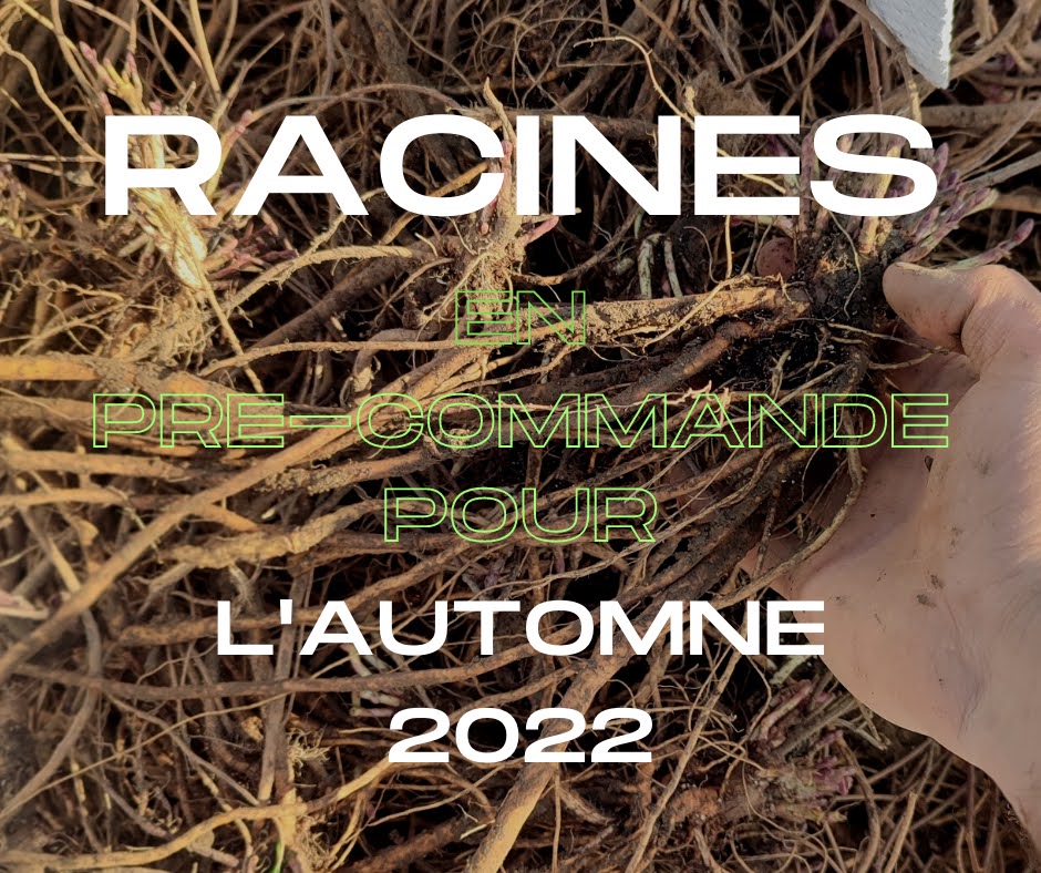 Edouardroussez's tweet photo. Producteurs de houblon de France et d'ailleurs : anticipez les futures plantations d'Automne: Cascade, Challenger, Tardif de Bourgogne, Sorachi Ace sont disponibles. 
#hops #houblonniere

https://t.co/qSZNXOX7pc https://t.co/GiMD5Nr03T