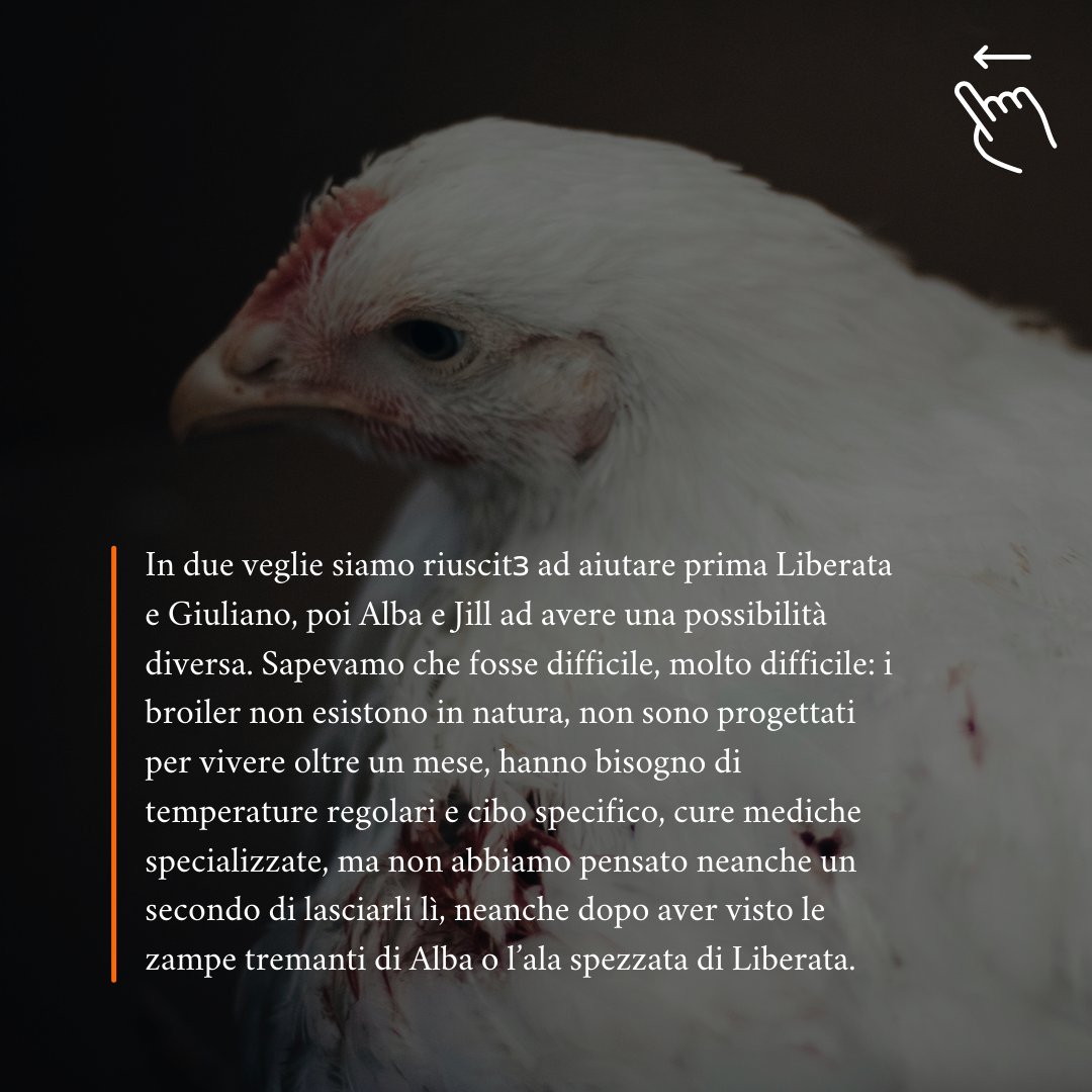 SaveNapoli's tweet photo. @animalsavemvmt
#chicken #resistance #bearwitnes https://t.co/lnpUvUVgex