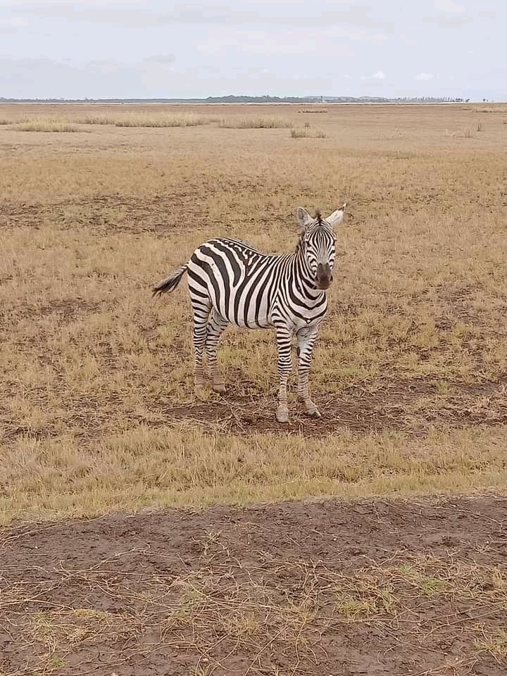 EscapeAdventur5's tweet photo. Kenya's wildlife. https://t.co/8uF5wFLcQa