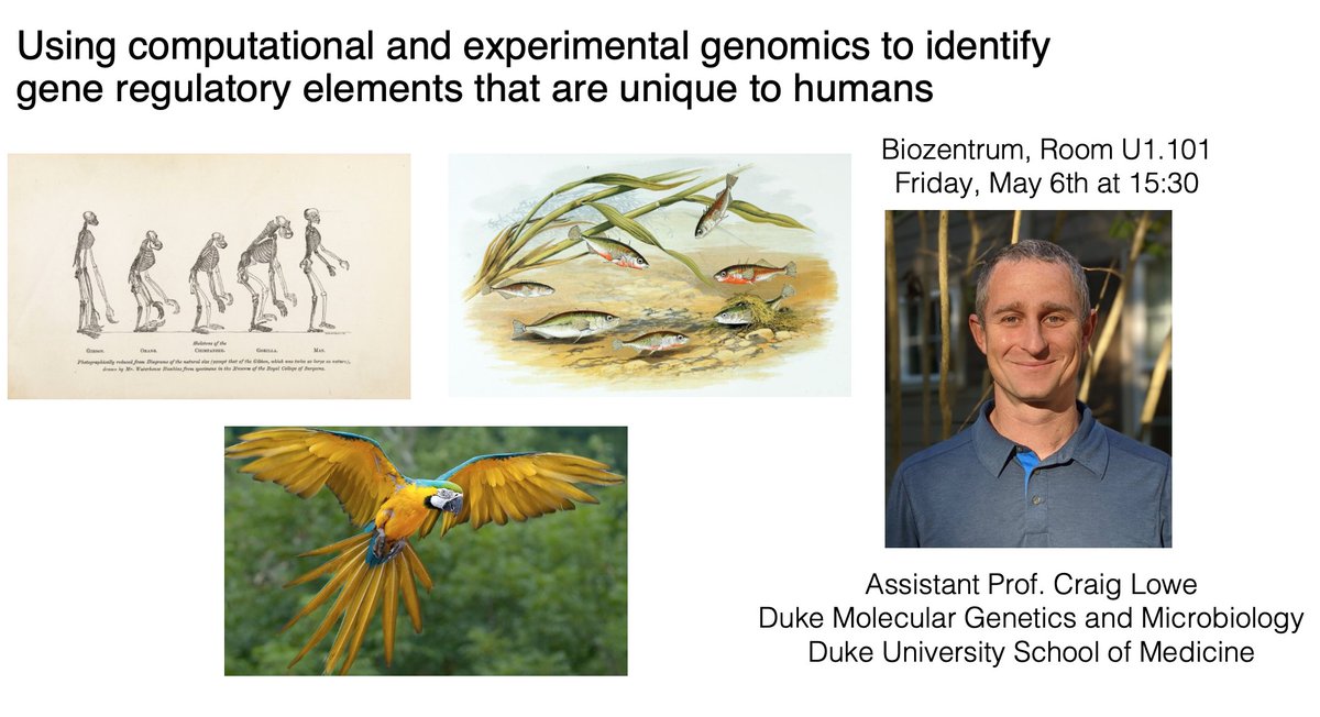 Gray Camp (@graycamplab) on Twitter photo Super excited to host Craig Lowe from <a href="/DukeMGM/">DukeMGM</a> in Basel at the <a href="/biozentrum/">Biozentrum, University of Basel</a>! Come learn about genetics of adaptation, iconic traits, and what makes us human! vertgenlab.org/index.html <a href="/ETH_BSSE/">D-BSSE, ETH Zurich</a> <a href="/FMIscience/">FMI science</a> <a href="/UniBasel_en/">University of Basel</a> Super excited to host Craig Lowe from <a href="/DukeMGM/">DukeMGM</a> in Basel at the <a href="/biozentrum/">Biozentrum, University of Basel</a>! Come learn about genetics of adaptation, iconic traits, and what makes us human! vertgenlab.org/index.html <a href="/ETH_BSSE/">D-BSSE, ETH Zurich</a> <a href="/FMIscience/">FMI science</a> <a href="/UniBasel_en/">University of Basel</a>