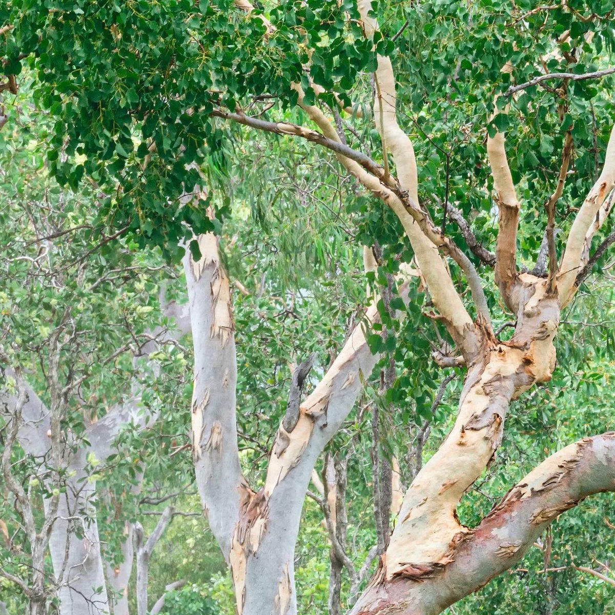 Pavel Kotelevskii Photography tweet media