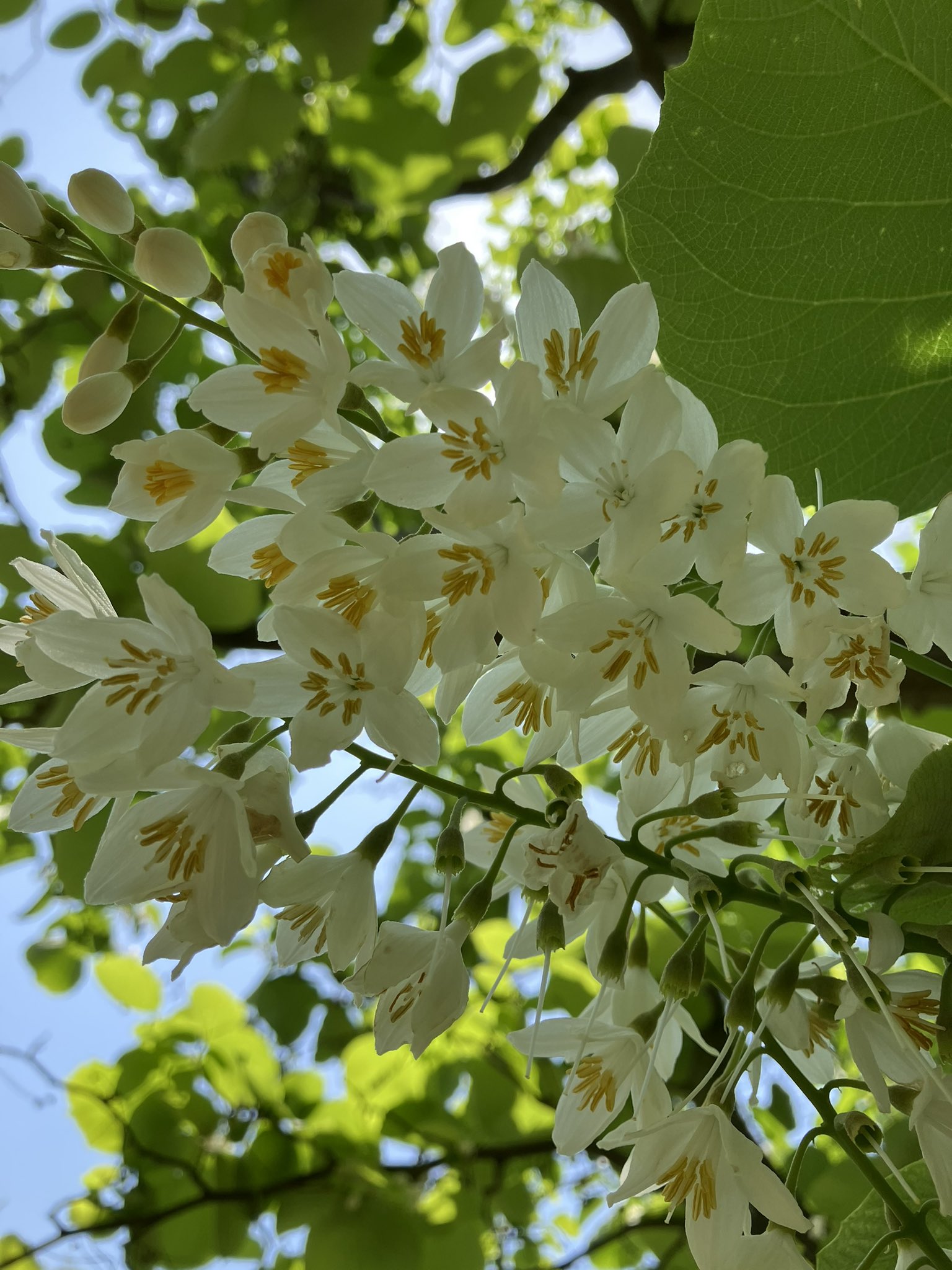 グリーンアップセンター ふれあいの森 文ヶ岡緑地でハクウンボク エゴノキ科 の花が咲いています 遠目からはあまり分からないのですが 緑地内に入って木に近づくとたくさんの花が咲いているのが見えて 地面にも花が落ちています お早めにご覧