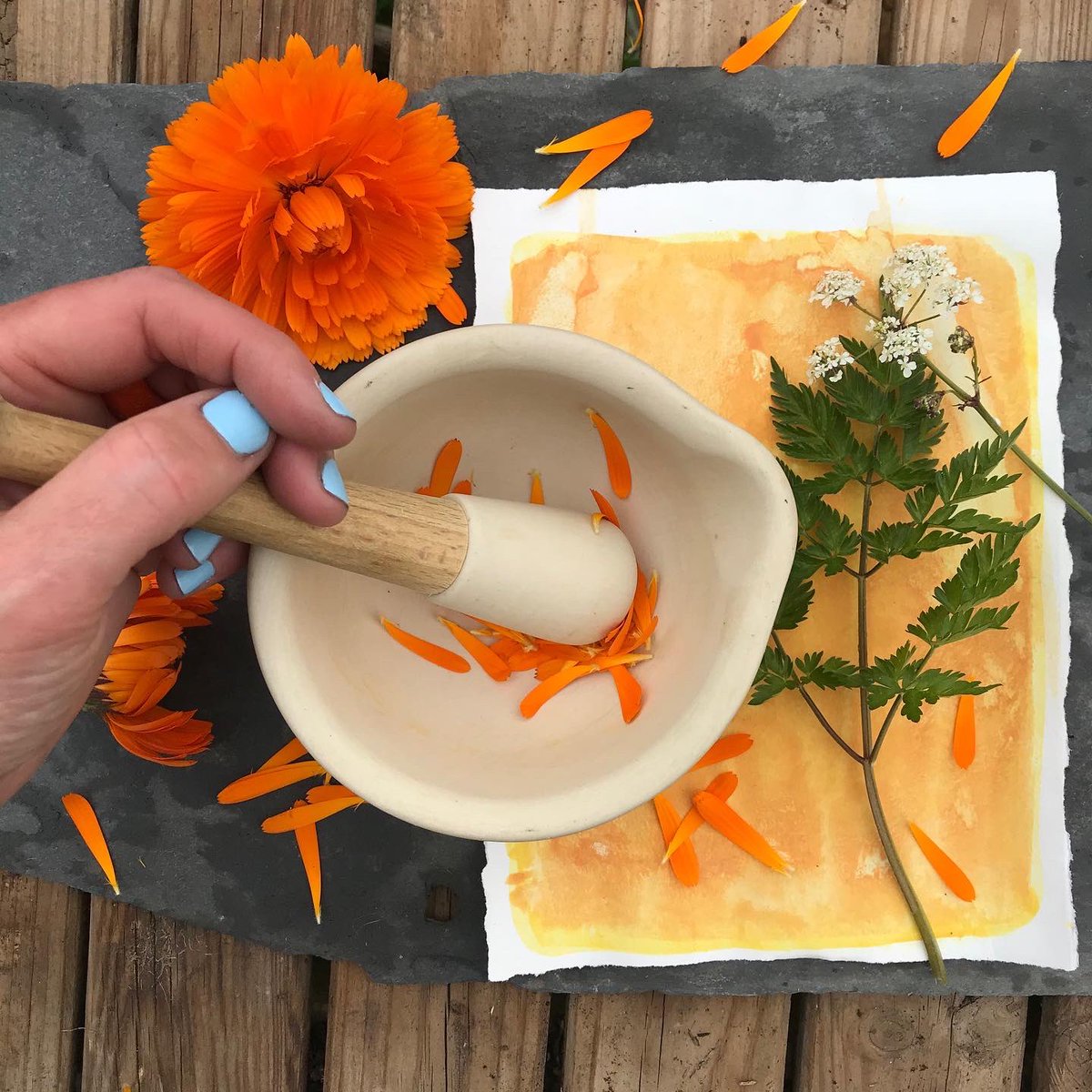 iprintedthat's tweet image. In this month’s PRINT CLUB we’ll be making anthotypes - an early form of photography (def: drawing with light) that uses the natural pigments to create prints. It’s a little bit like magic! More info and sign up link here iprintedthat.com/workshops