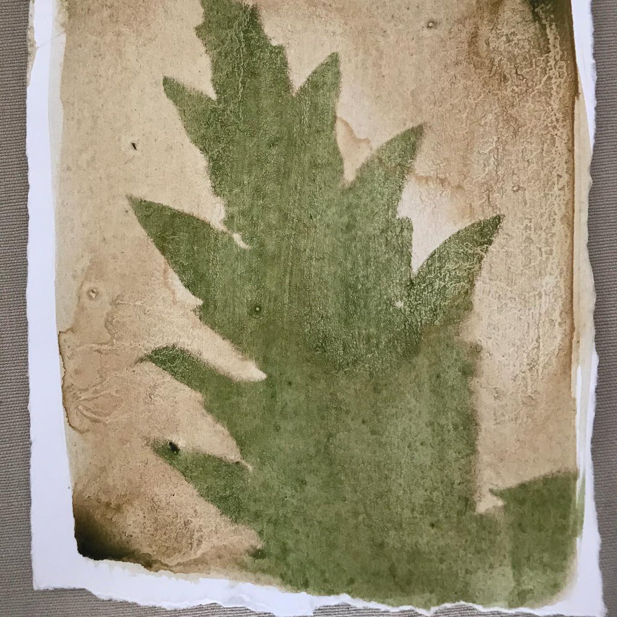 iprintedthat's tweet image. In this month’s PRINT CLUB we’ll be making anthotypes - an early form of photography (def: drawing with light) that uses the natural pigments to create prints. It’s a little bit like magic! More info and sign up link here iprintedthat.com/workshops