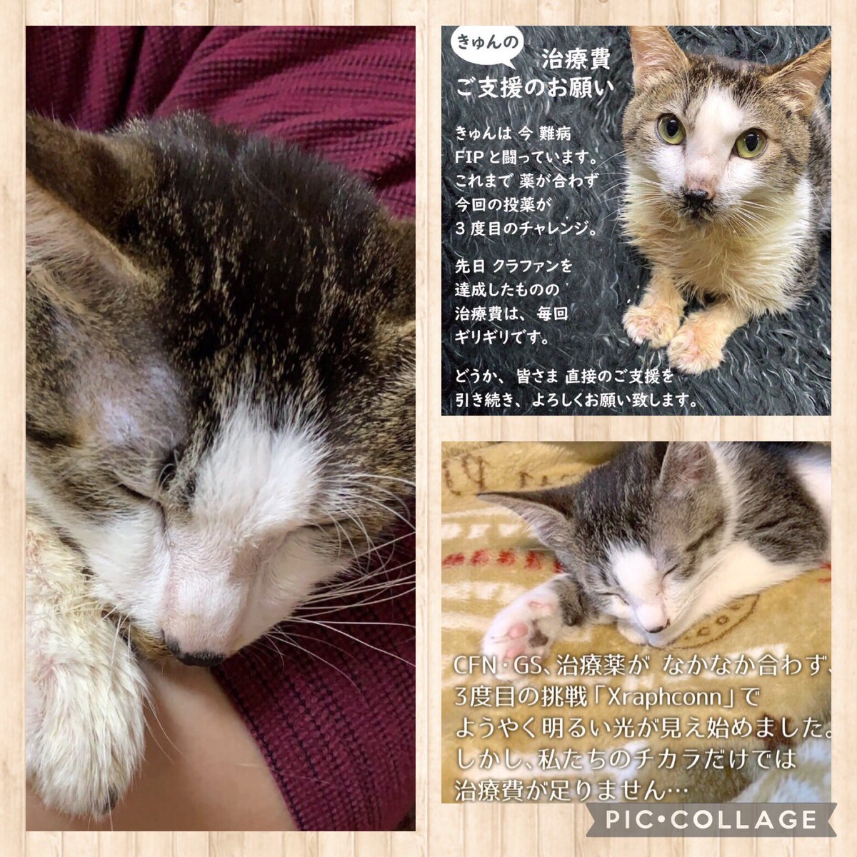 SimazuToru's tweet photo. 【直接ご支援ご協力の呼びかけ】
無事にクラファン達成できましたが、振込がされるのは５月の末になるそうです。
その前にも一度お薬をもらいに行かなければなりません。
また、ご家族は謂れのない言いがかりにより体調を崩されております。

ご賛同いただける方、お力添えいただけないでしょうか。 https://t.co/gmRDQjqOvU